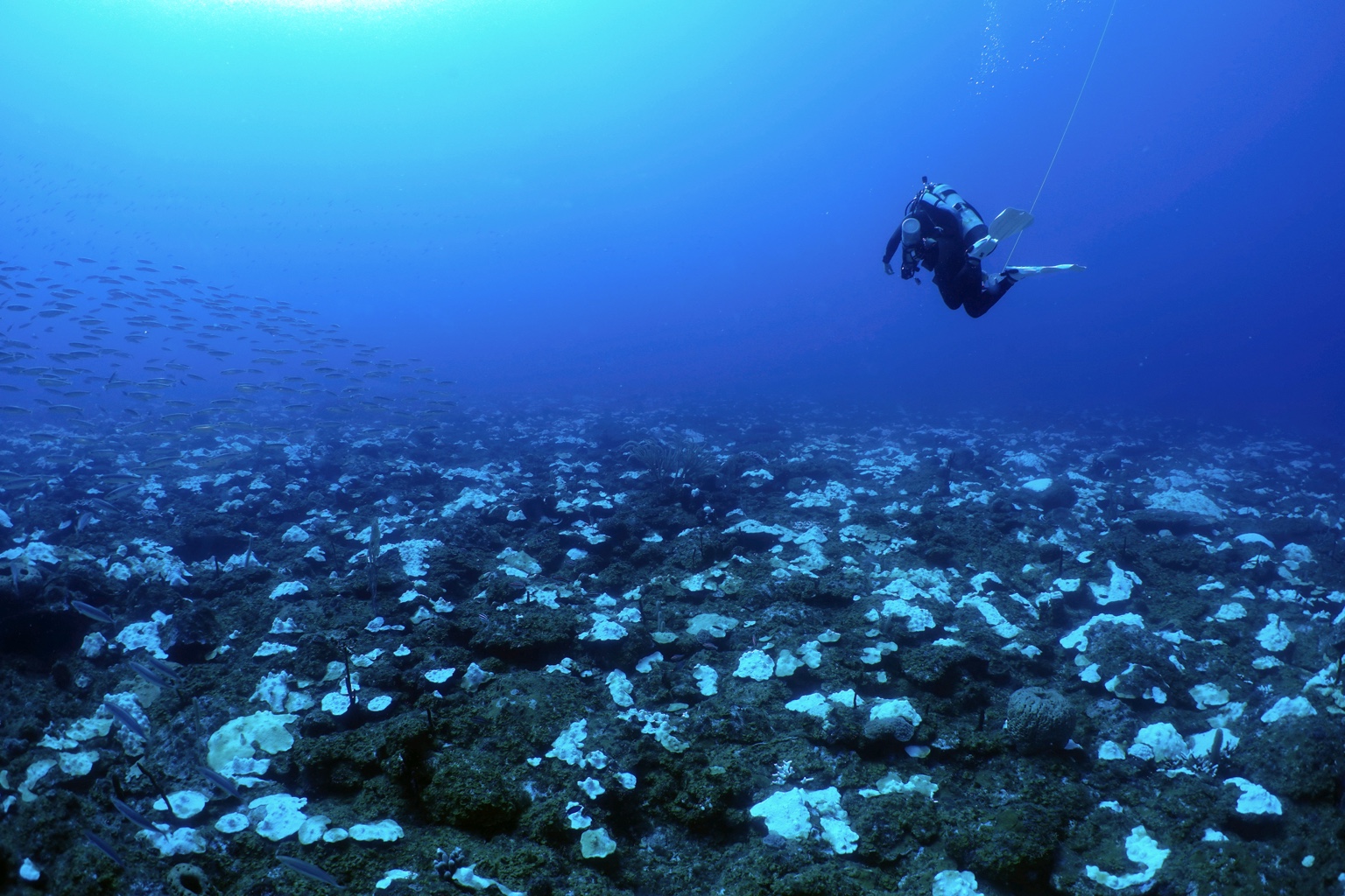 Diver surveying a U.S. Virgin Islands reef